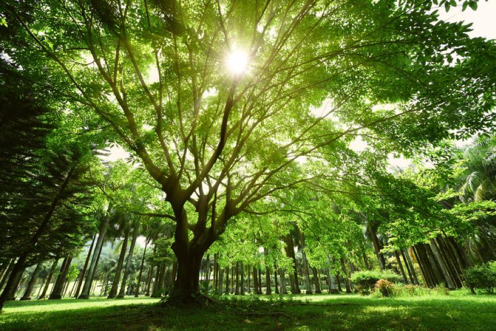 4 Ways All Businesses Depend on Trees