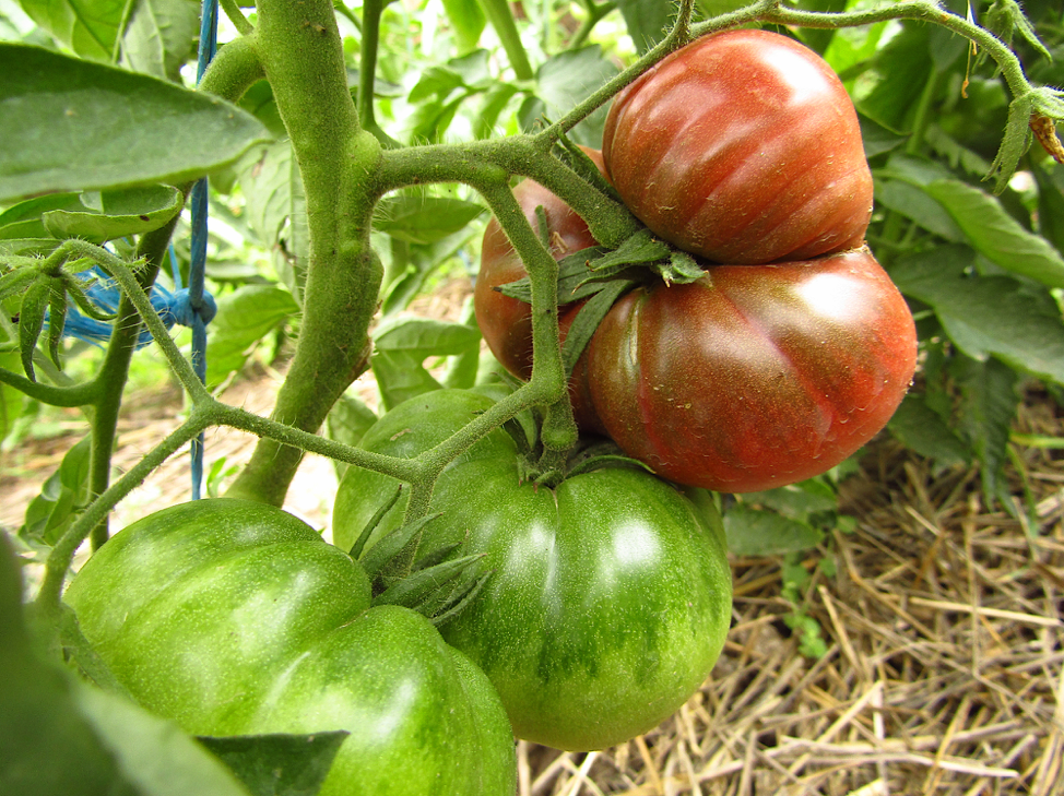 A Brief Guide to Organic Gardening